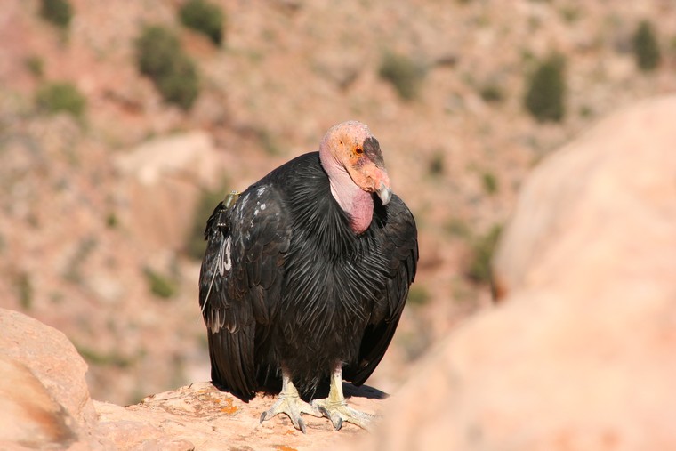 Grand Canyon, Arizona. Condor in flight. This particular one has radio tags with the number 3 printed on them.