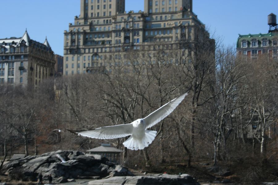 Central Park
