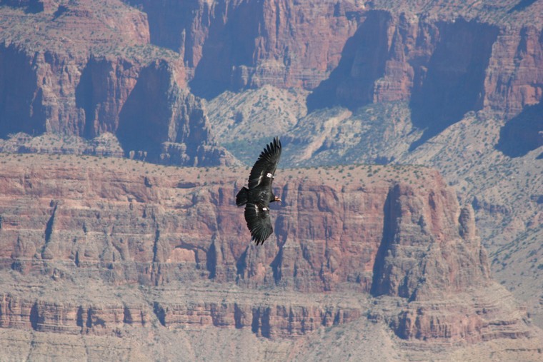 Grand Canyon, Arizona. Condor in flight. This particular one has radio tags with the number 3 printed on them.