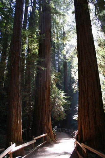 Muir Woods, San Francisco