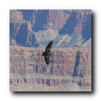 Grand Canyon, Arizona. Condor in flight. This particular one has radio tags with the number 3 printed on them.