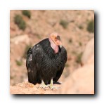 Grand Canyon, Arizona. Condor in flight. This particular one has radio tags with the number 3 printed on them.