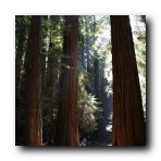 Muir Woods, San Francisco